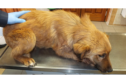 Két év börtönbüntetést kapott a kutyáját megkéselő pápai férfi