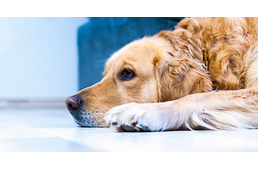 A kutyáknál is terjed az étel- és környezeti allergia!