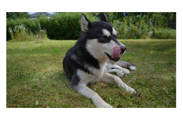 5 dolog, amit jobb, ha nem nyel le a kutyád