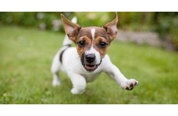 5000 négyzetméteres játszóparkot kapnak a budapesti kutyák