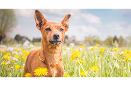 Újra tesztelte a NÉBIH a kullancsok elleni nyakörveket