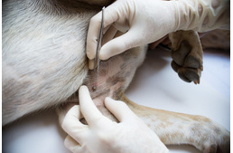 Kullancsveszély: Magyarországon közel 30-szor nagyobb az esély a babéziózisra, mint más európai országokban