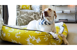 Keleti kutyakényelem