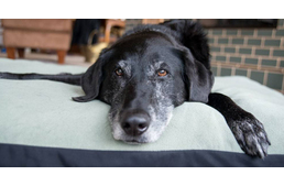 Miért kaparják a kutyák a helyüket lefekvés előtt?