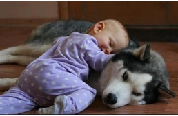 A kutyák jótékony hatással vannak az immunrendszerünkre!