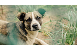 Állatvédelem hazai helyzete – mikor lesz változás?