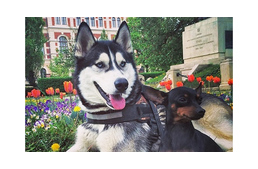 Kutyajó hétvége Sopronban