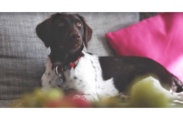 Mit csinálhat egy kutya egy hotelben?