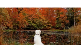 A kutyámat nem lövik le, ugye? 