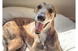 Introvertált vagy? Íme 10 kutyafajta, mely passzolhat személyiségedhez