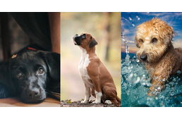 Íme az év kutyafotói