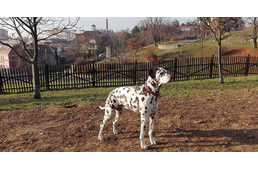 Kutyasétáltatókat ellenőriznek Pécsett