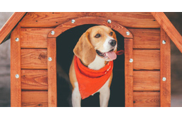 Milyen a jó kutyaház?