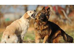 Békében a kutyafuttatókon - és azokon kívül is!