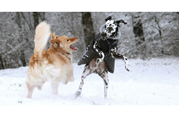 Tél: a petárdázások, a jég és a megfázások szezonja