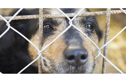 Összefogás született az állatok védelméért