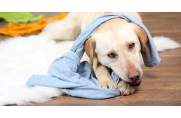 Furcsa gusztusú kutyák, akik bármit képesek megenni