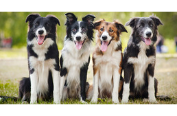 Átfogó ismeretterjesztő kézikönyv jelent meg a kutyákról