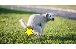 Bécs megelégelte az otthagyott kutyapiszkot - szigorúbb büntetésre számíthatnak a hanyag gazdák