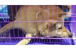 Több mint harminc kutyát mentettek meg a Yulini kutyahús fesztiválról