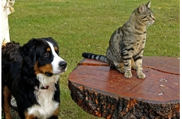 A svájciak 3 % fogyaszthat alkalmanként kutyahúst