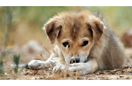 Kutyákat mérgeznek Békéscsabán