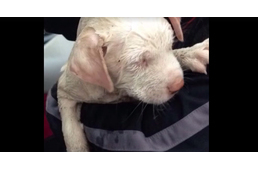 Döbbenetes kutyamentés