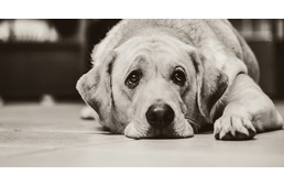 Mérgezett kolbász van szétszórva egy rákospalotai kutyafuttatón