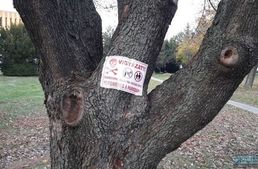 Újabb kutyamérgezések Miskolcon