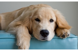 Tüsszög, szipog, köhög... Náthás a kutyám?