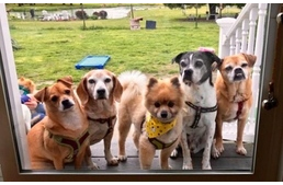 Így néz ki az idős kutyák földi mennyországa