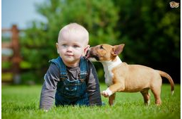 Nem veszélyes a kutyapuszi!