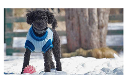 A nagy kérdés: Adjunk-e ruhát a kutyára?