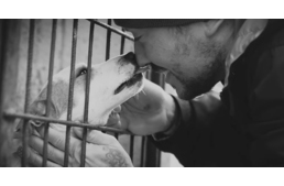 Segíts a nálad gyengébbeken - árva kutyákért rappelnek