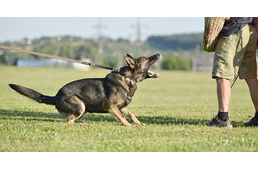 Levizsgáztak az ország első polgárőrkutyái