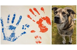 Látványos rekordkísérlet a felelős állattartásért a Rex Kutyaotthon Alapítvány Állatszigetén május 6-án