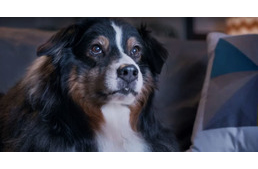 A kutya, aki összetartja a családot