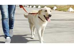 Kutyasétáltatók figyelem! Rágcsálóirtó veszély!