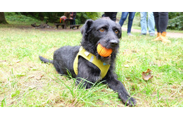 Séta az árva állatokért - így segítettek a kutyasétáltatók!