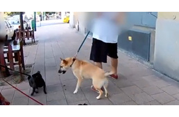 Sétáltatás biztonságban -  Ki korrigálja a kutyát, ha gazdája nem teszi?!