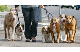 Egy kutya, két kutya, három kutya...jaj! De mennyi az ideális?