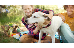 A magyar társkeresők egyértelműen „kutyások”