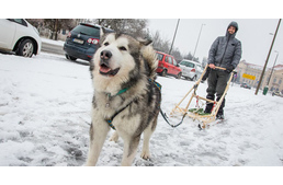 Nagy a hó? Közlekedj a városban kutyaszánnal!