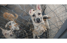 Közeleg a tél: 18.000 kutya élete veszélyben