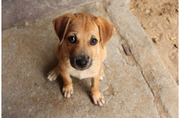 4600 menhelyi kutya élhet jobb körülmények között