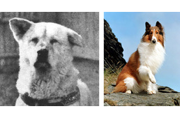 A legjobb kutyasztorik