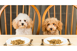 Erre figyelj tápválasztáskor