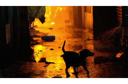 Kigyulladt egy állatmenhely Kiskunlacházán