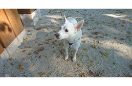 Kutyával a hősök nyomában - kutyabarát emléktúrák