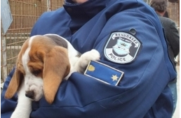 Kölyökkutyákat akart külföldre csempészni 